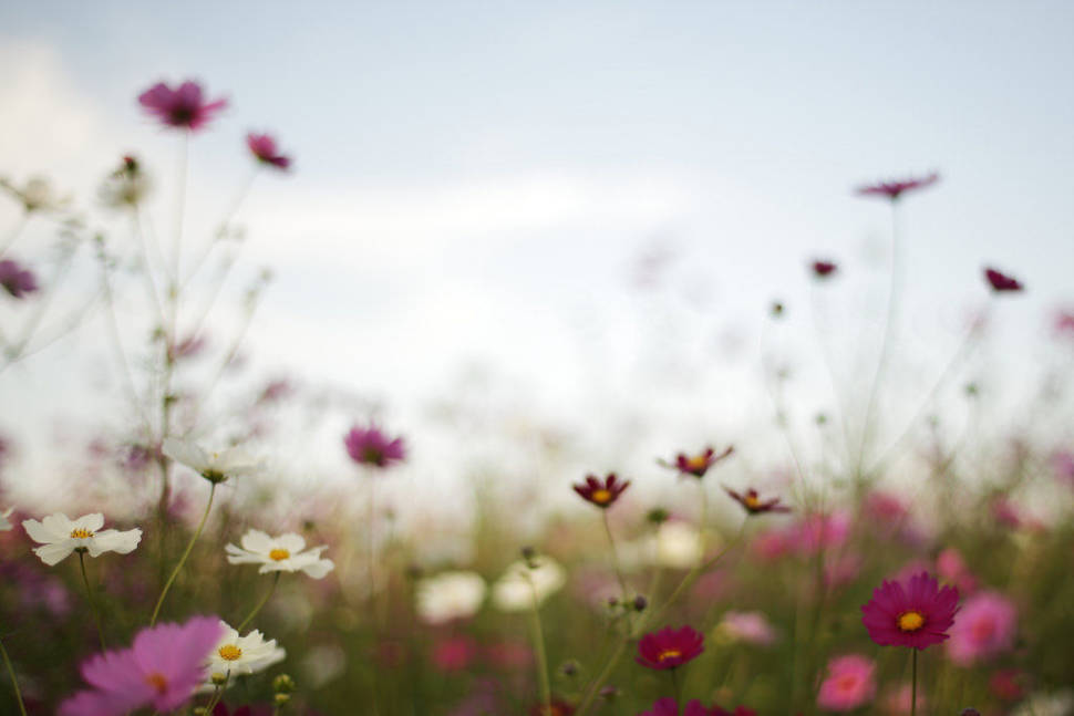 Thai Cosmos Bloom in Thailand - Best Time