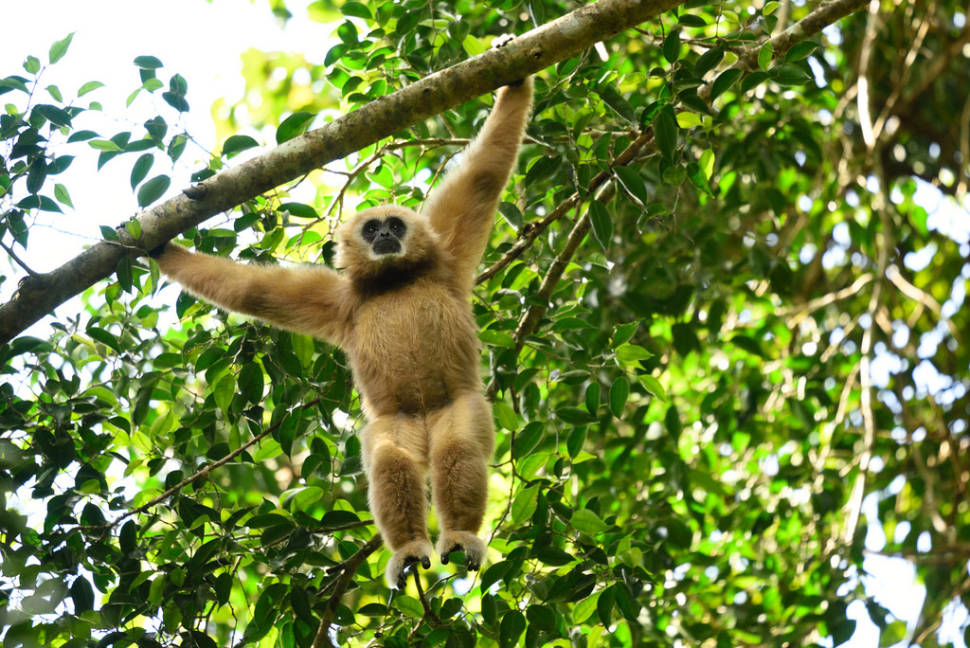 Watching Baby Gibbons in Thailand - Best Season