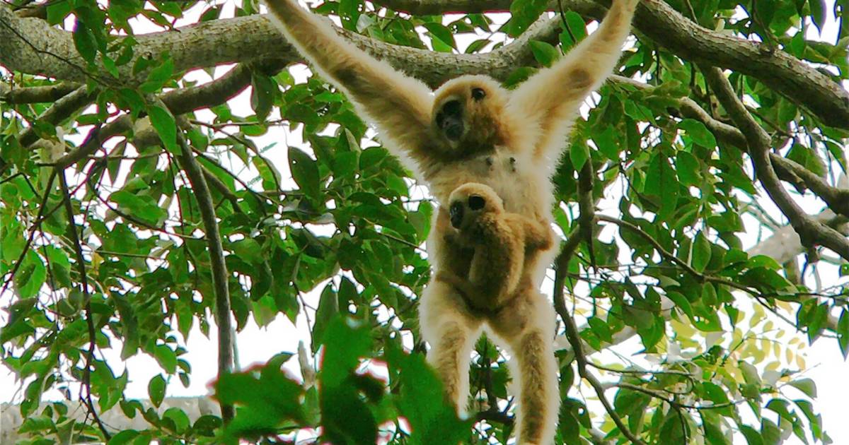 Watching Baby Gibbons in Thailand - Best Time