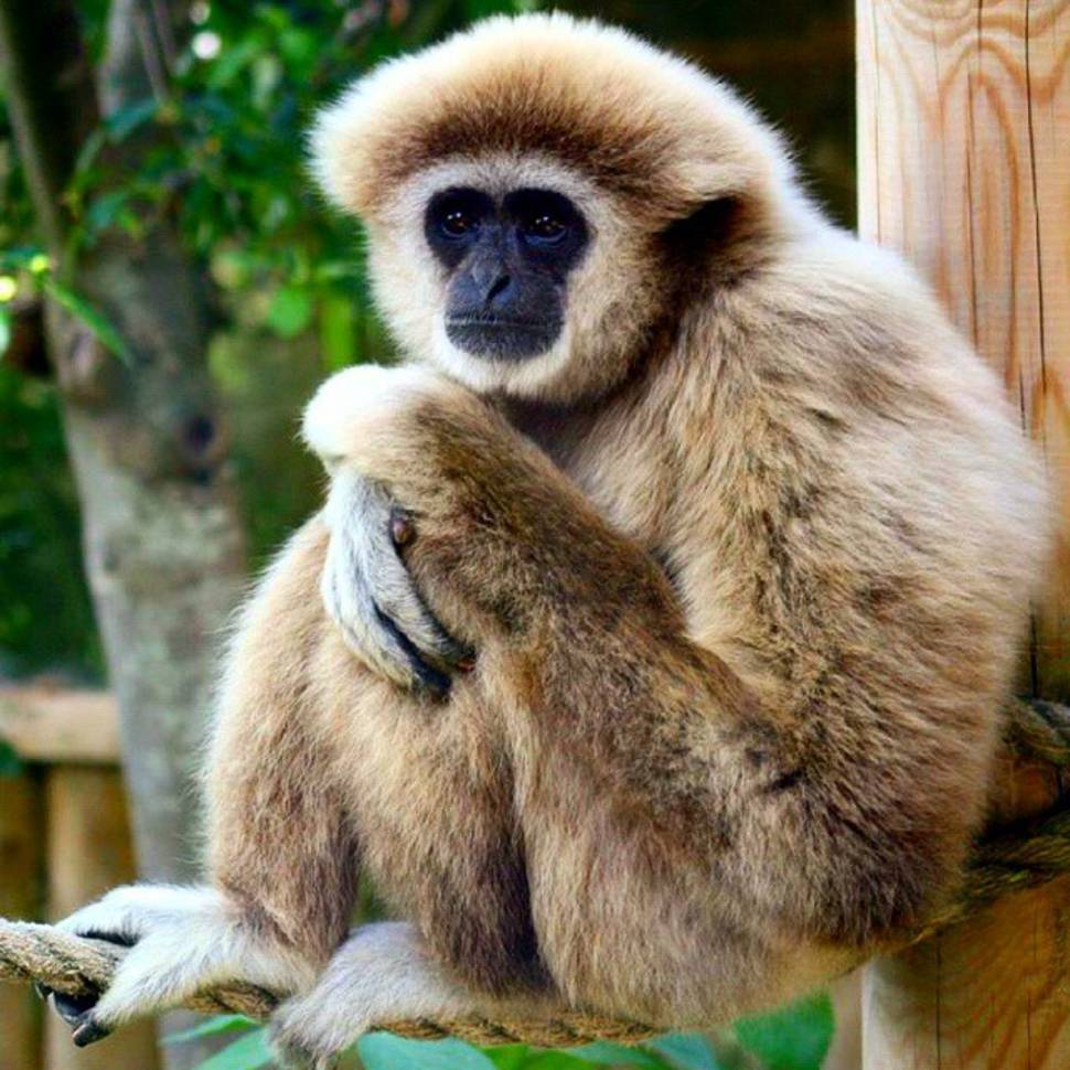 Best time for Watching Baby Gibbons in Thailand