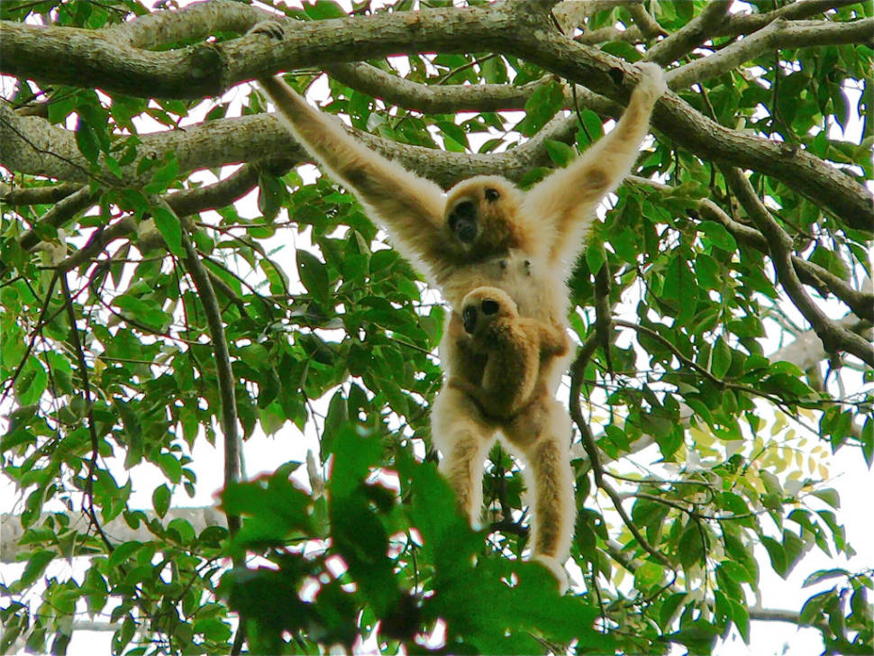 Watching Baby Gibbons in Thailand - Best Time