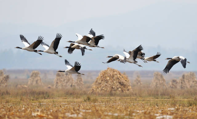 Best time for Black-Necked Cranes in Tibet
