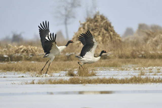 Black-Necked Cranes in Tibet - Best Time
