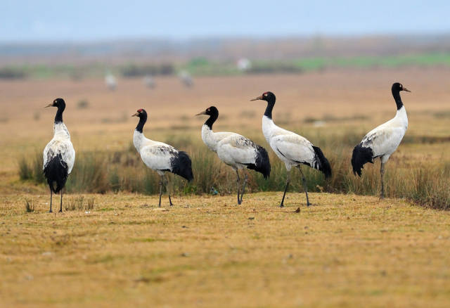 Black-Necked Cranes in Tibet - Best Season