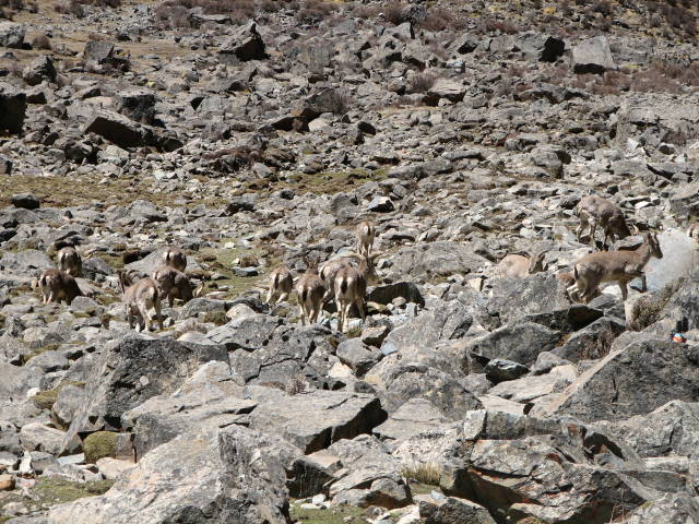 Tibetan Antelope (Chiru) in Tibet - Best Time