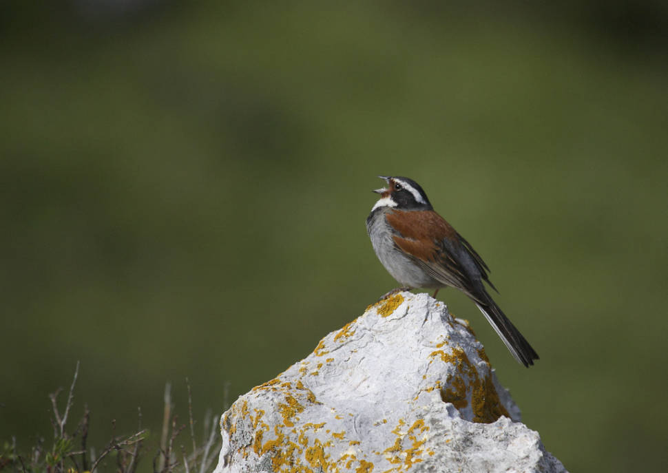 Tibetan Bunting in Nangqen Region, China