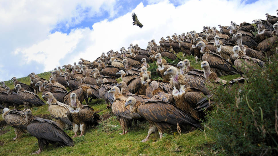 Best time for Vulture, the Sacred Bird of Tibet in Tibet
