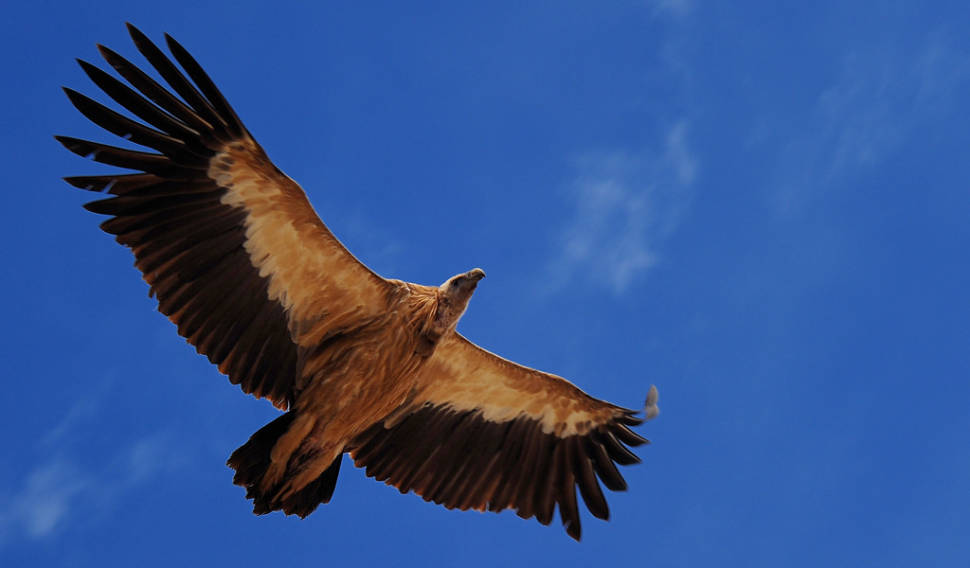 Vulture, the Sacred Bird of Tibet in Tibet - Best Season