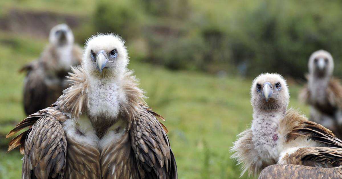 Vulture, the Sacred Bird of Tibet in Tibet - Best Time