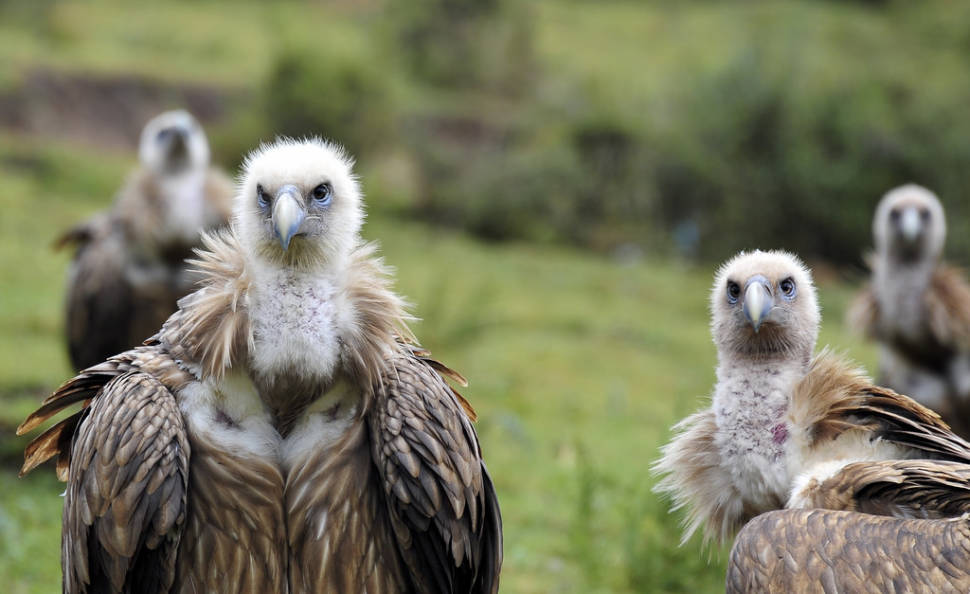 Vulture, the Sacred Bird of Tibet in Tibet - Best Time
