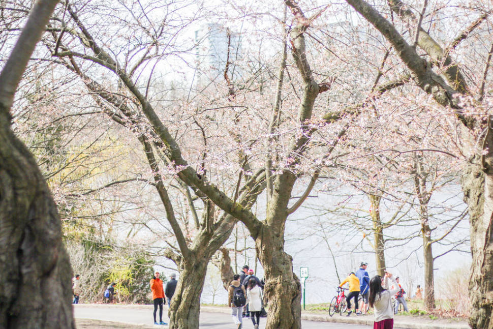 Spring in Toronto - Best Season