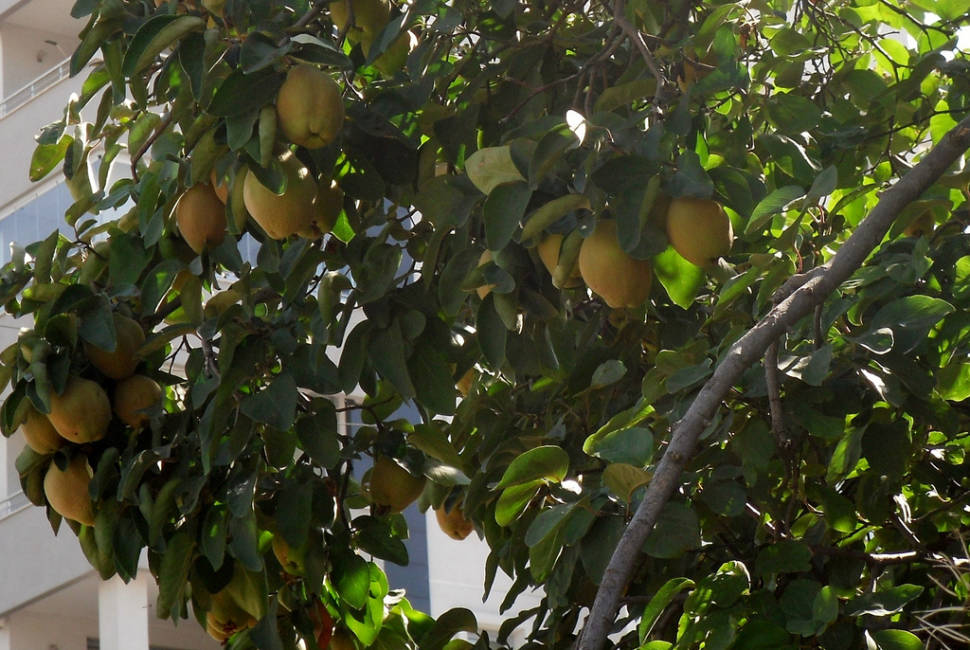 Quince tree in Beştepe, Ankara, Turkey