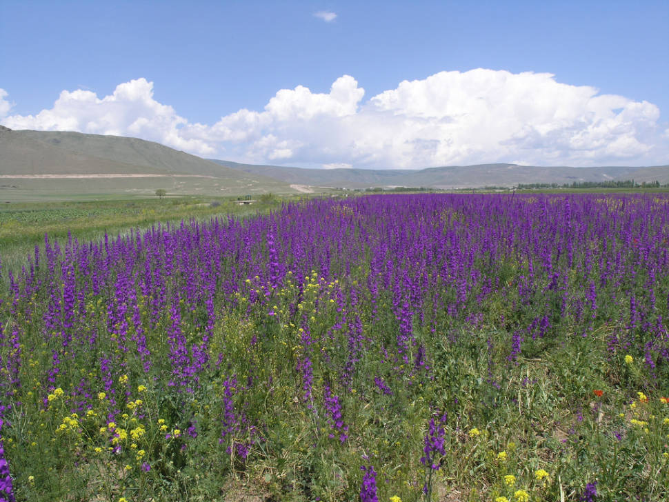 Field near Erzerum