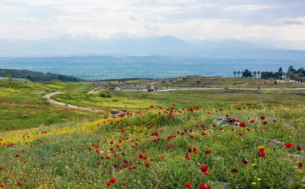 Wildflowers in Turkey - Best Time
