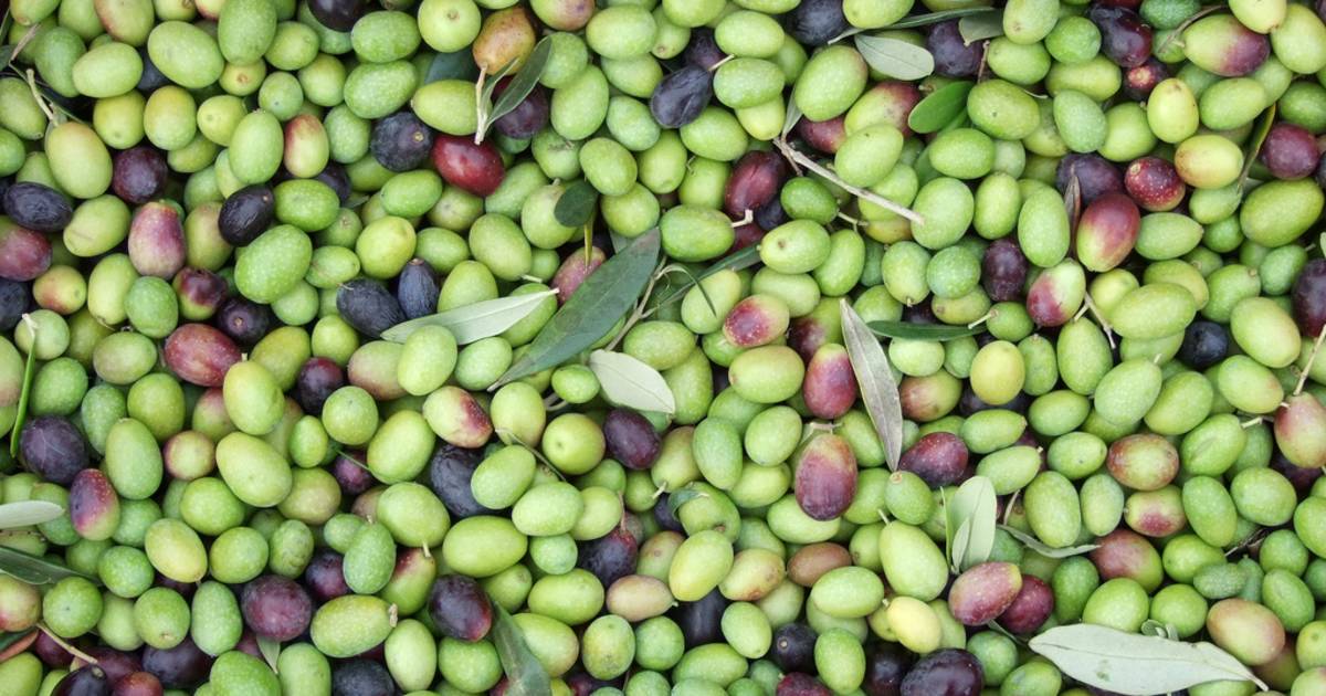Olive Harvest in Tuscany - Best Time