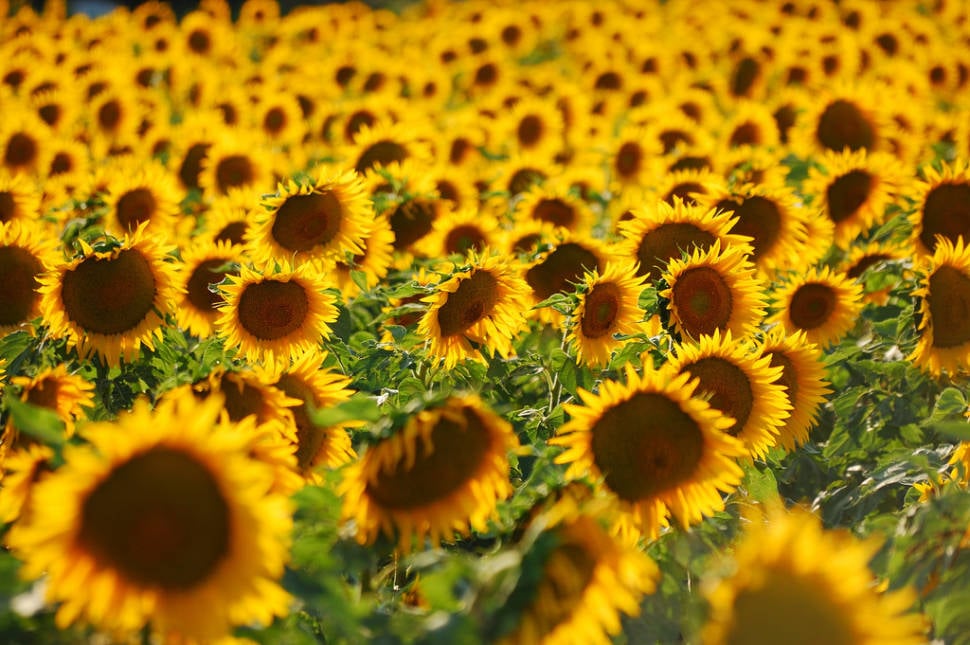 Sunflower Fields in Tuscany - Best Season