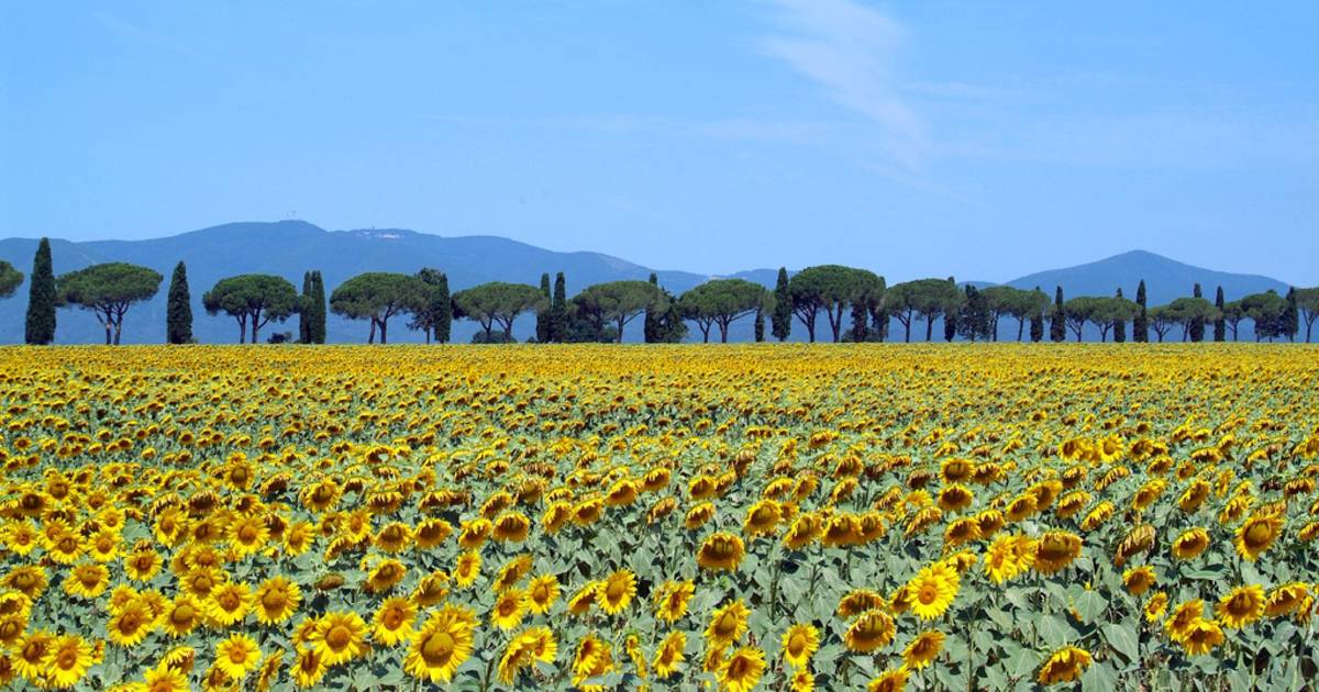Best Time to See Sunflower Fields in Tuscany 2019 Rove.me