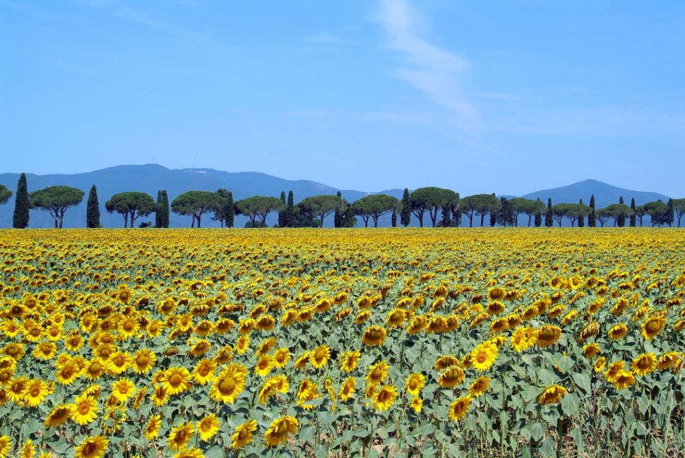 Sunflower Fields in Tuscany - Best Time
