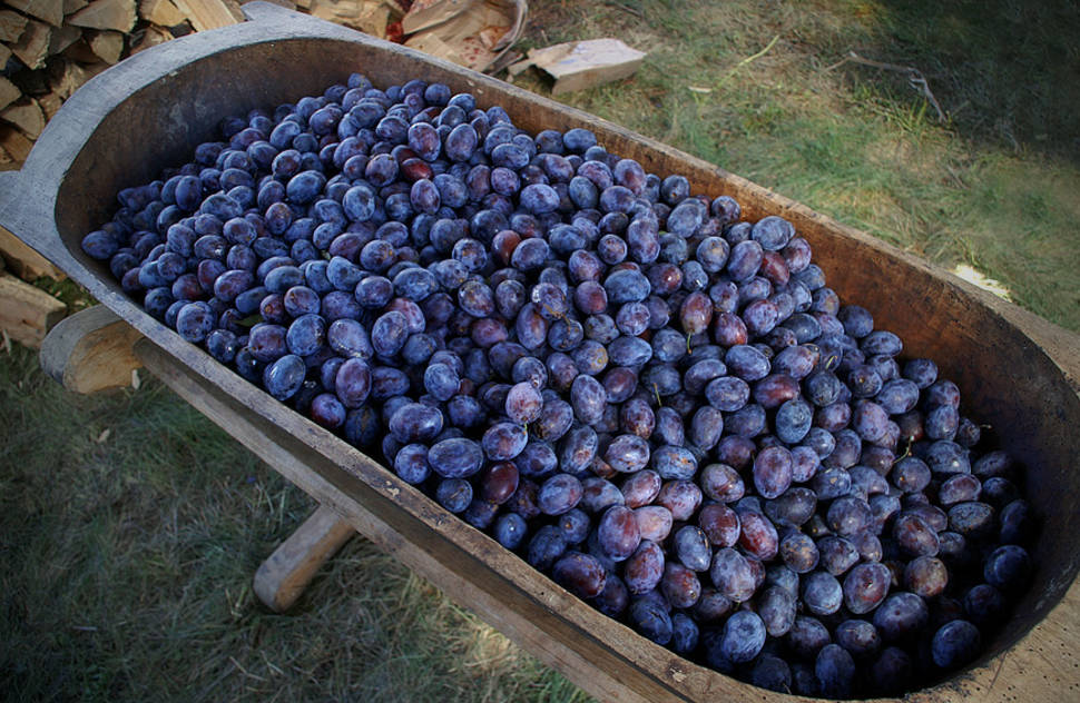 Plum Season in Ukraine - Best Time