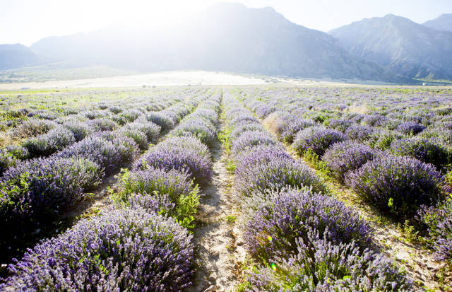 Lavender Days in Utah - Best Time