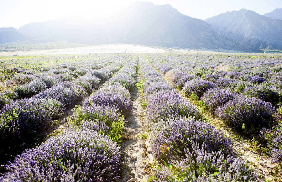 Lavender Days in Utah - Best Time