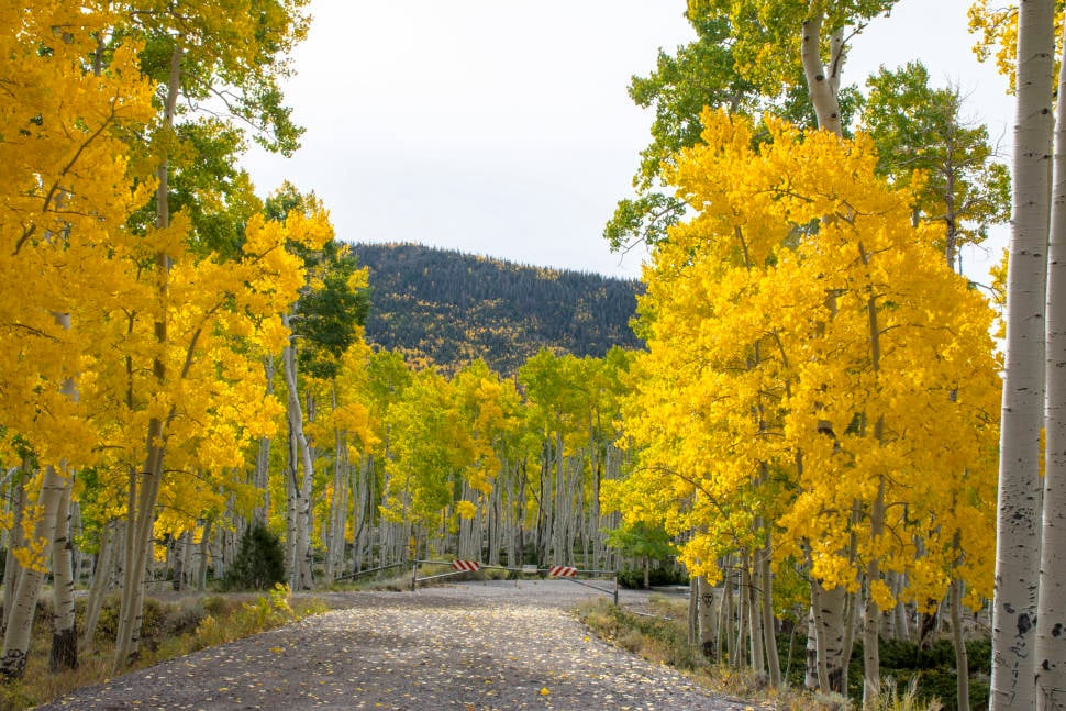 Best time for Pando, the Trembling Giant in Utah