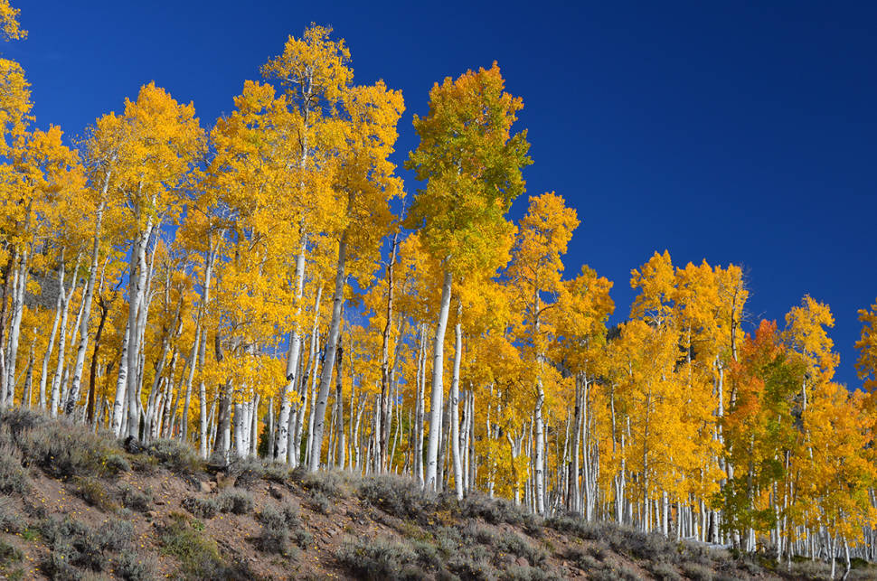 Pando, the Trembling Giant in Utah - Best Season