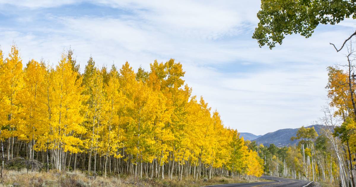 Pando, the Trembling Giant in Utah - Best Time