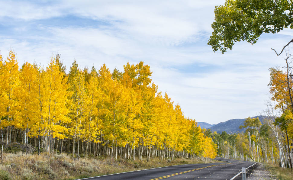 Pando, the Trembling Giant in Utah - Best Time
