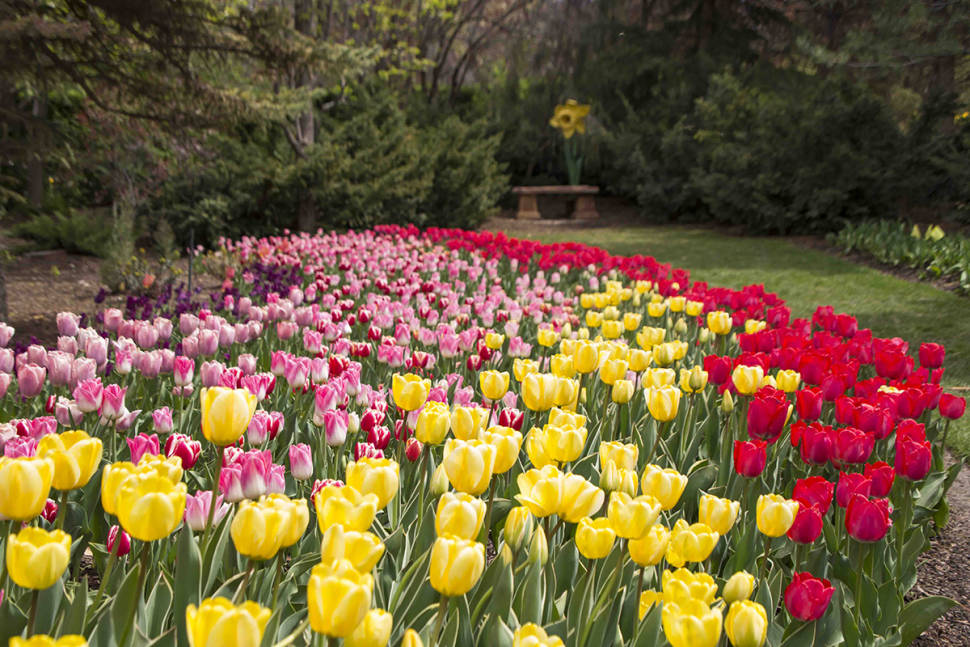 Tulip Festival at Thanksgiving Point in Utah - Best Season