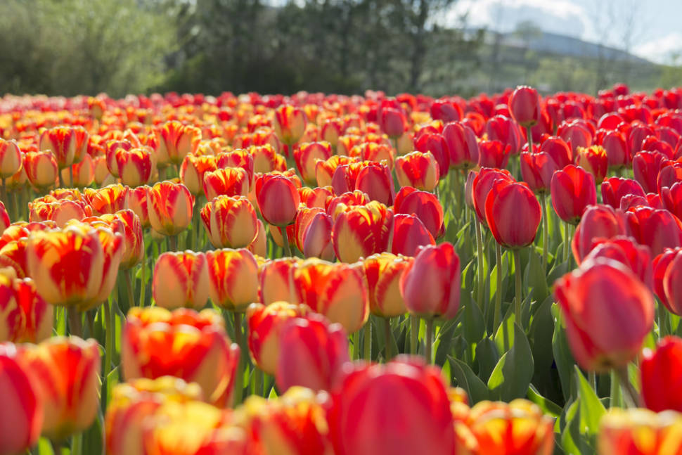 Best time to see Tulip Festival at Thanksgiving Point in Utah