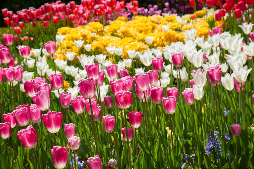 Best time for Tulip Festival at Thanksgiving Point