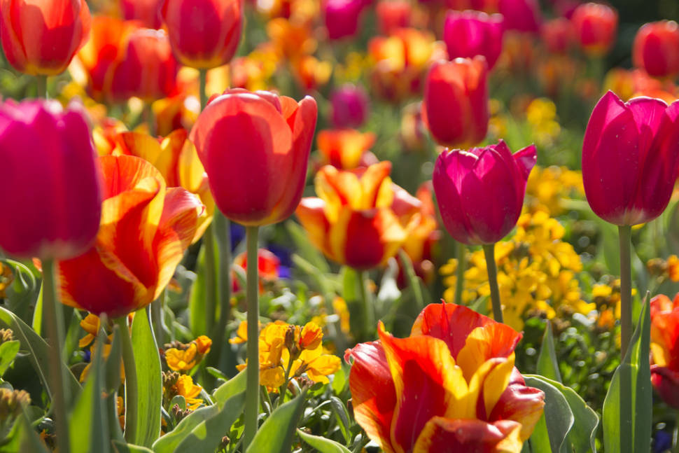 Best time for Tulip Festival at Thanksgiving Point in Utah