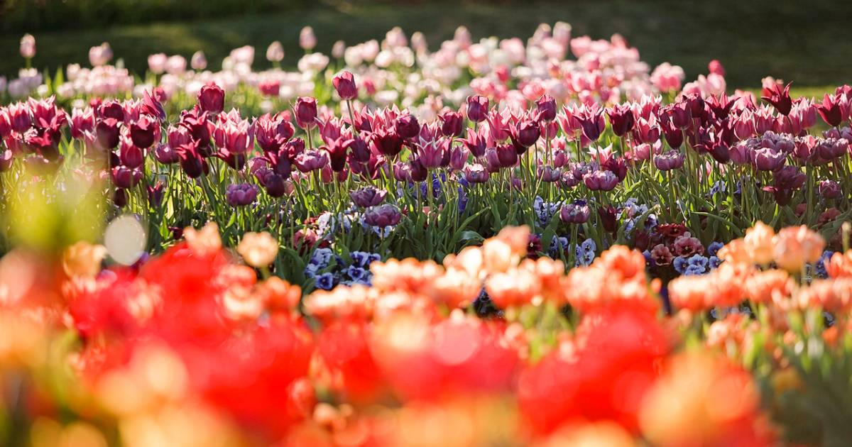 Tulip Festival at Thanksgiving Point in Utah - Best Time