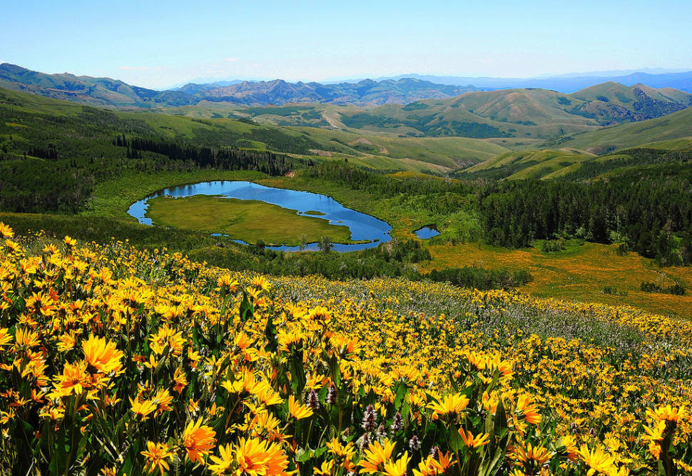 Best time for Wildflowers of Uinta-Wasatch-Cache National Forest in Utah