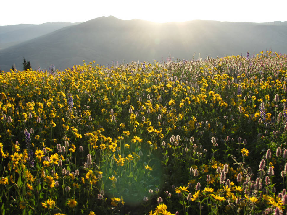 Wildflowers of Uinta-Wasatch-Cache National Forest in Utah - Best Season