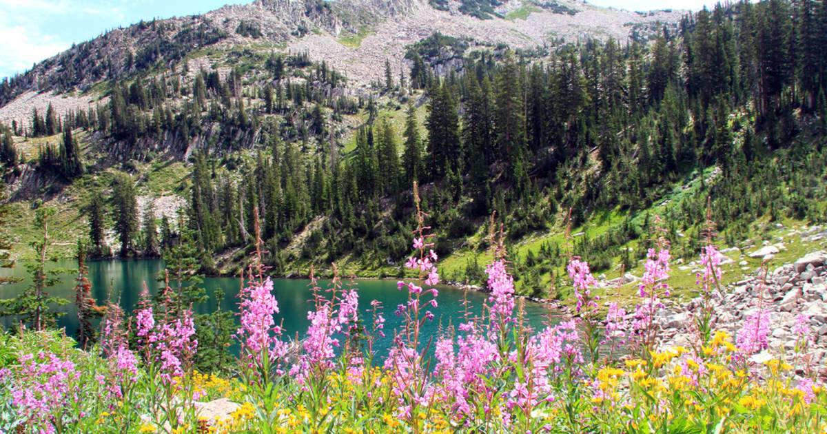 Wildflowers of Uinta-Wasatch-Cache National Forest in Utah - Best Time