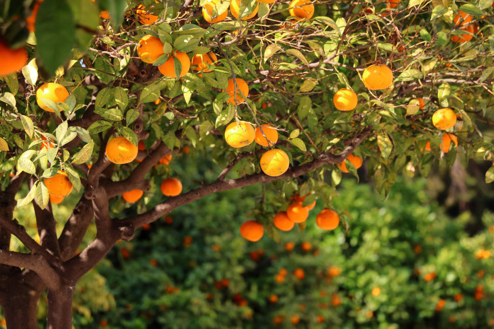 Oranges Season in Valencia - Best Time