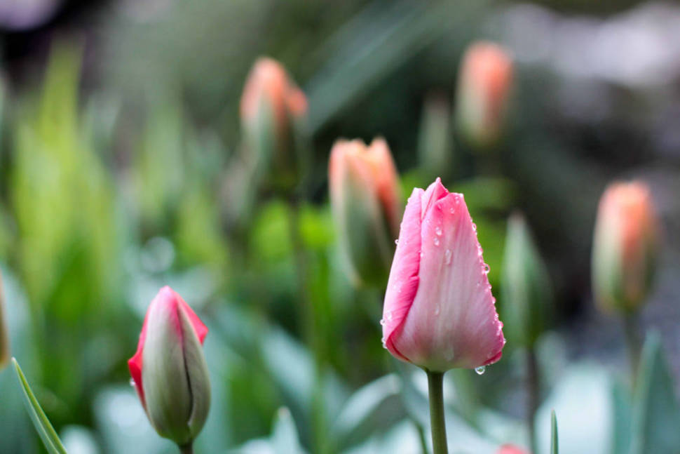 Blooming Season in Vancouver - Best Season