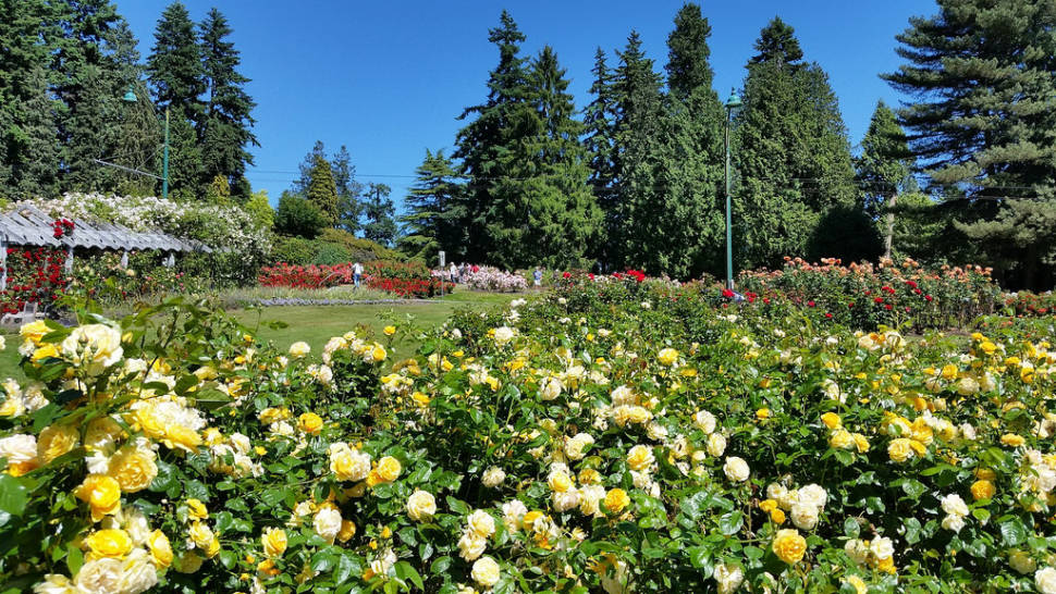 Stanley Park Rose Garden