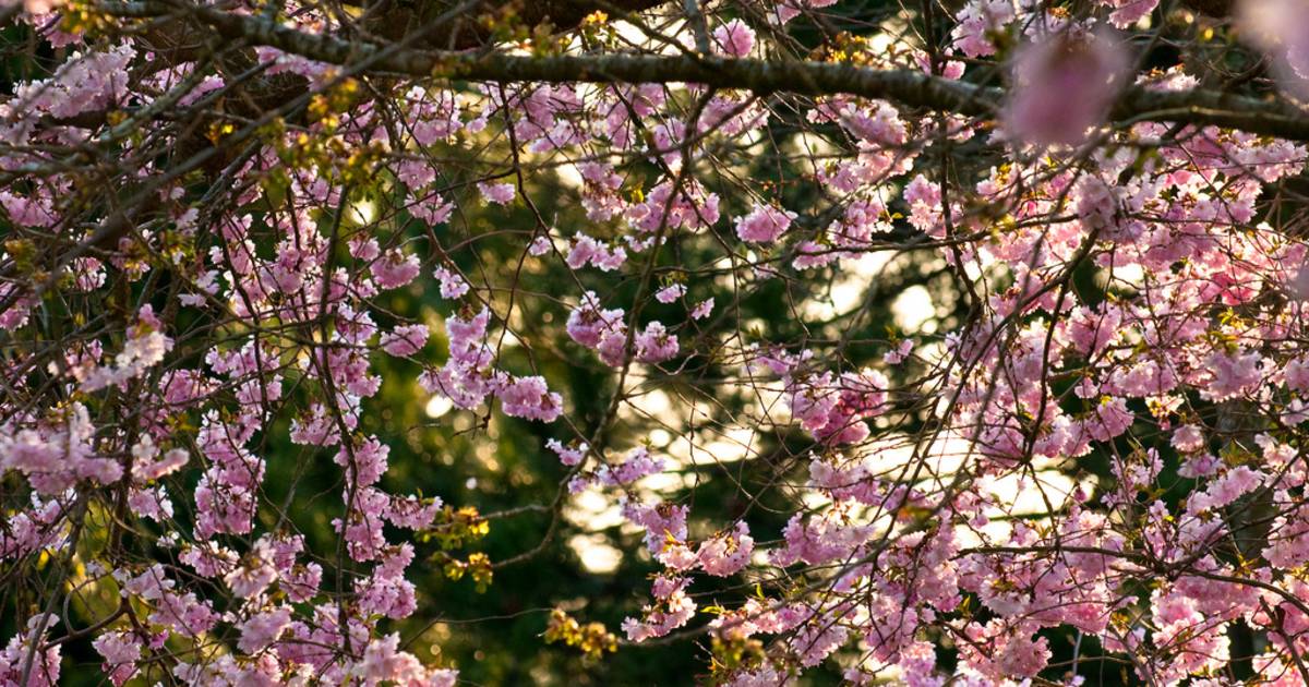 Blooming Season in Vancouver - Best Time