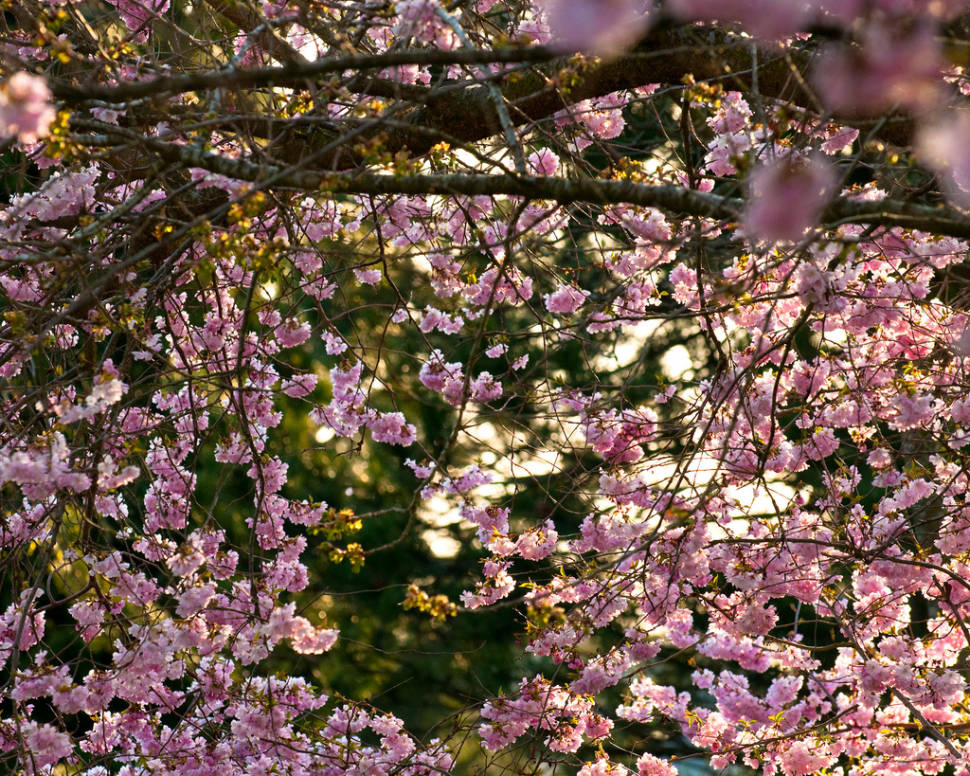 Blooming Season in Vancouver - Best Time
