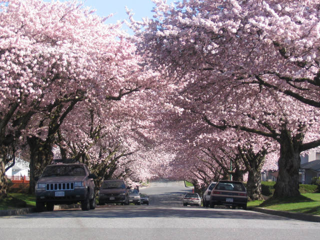 Spring in Vancouver - Best Season