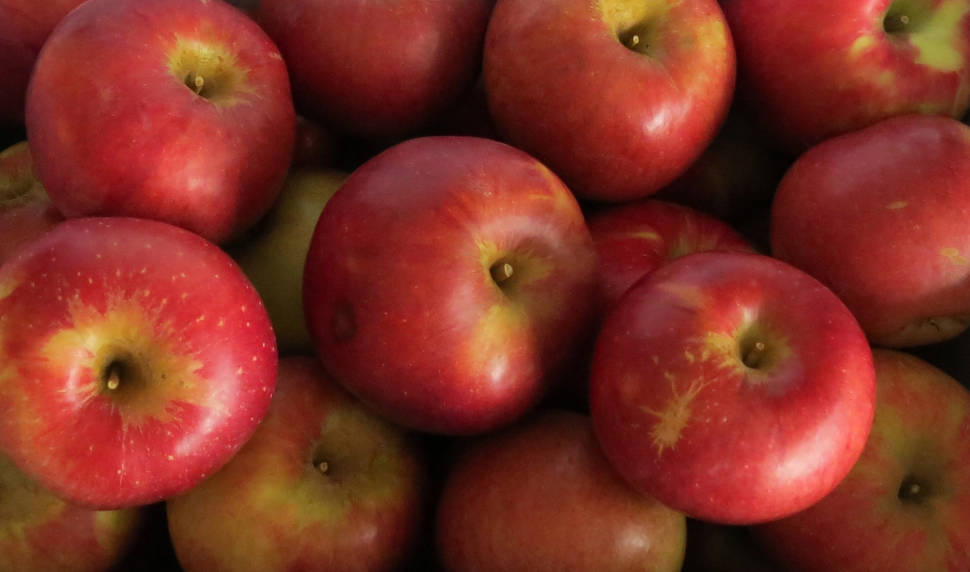 UBC Apple Festival in Vancouver - Best Season