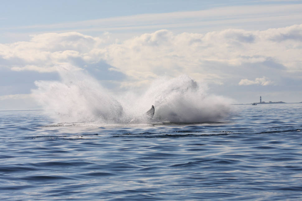 Humpback whale breaching