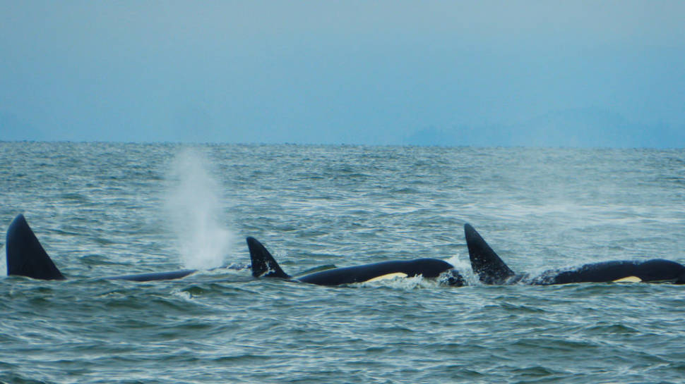 Orca whales