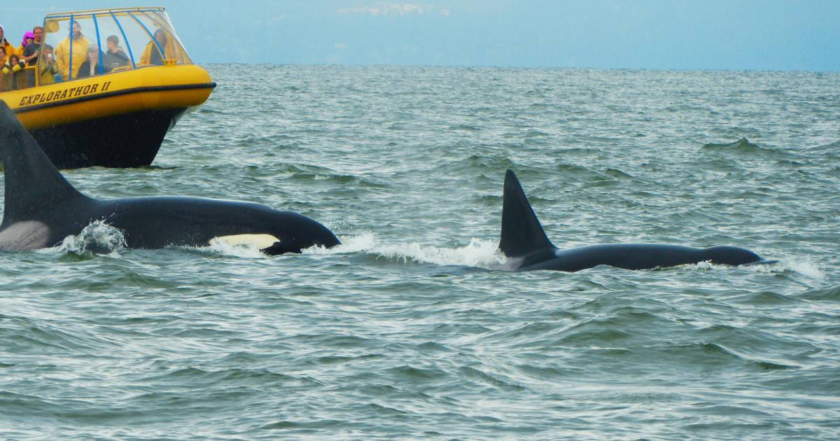 Whale Watching in Vancouver - Best Time