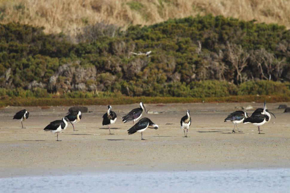 Straw-necked Ibises