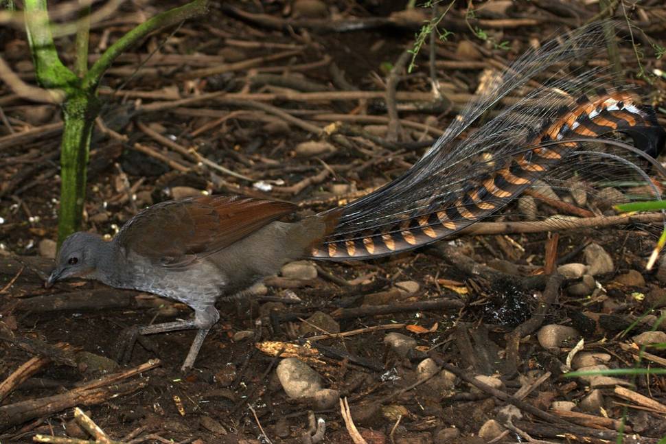 Superb Lyrebird (Menura novaehollandiae), Mt Buffalo, Victoria