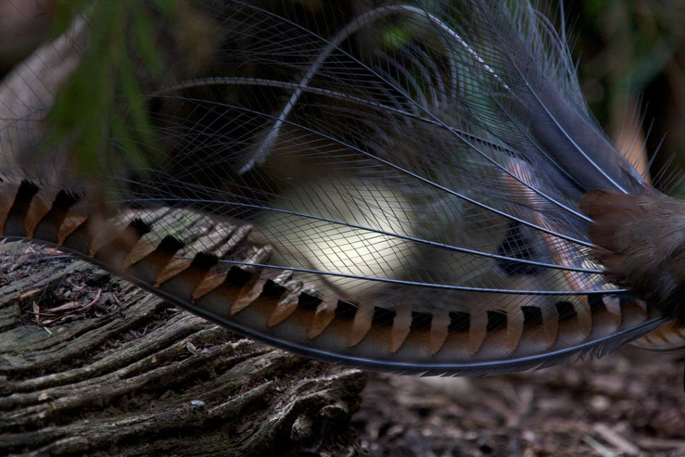 Superb Lyrebird in the dark